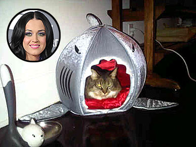 Get the Look: Kitty Purry's Fierce Shark Bed
