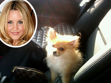 Sad News: Amanda Bynes's Dog Dies