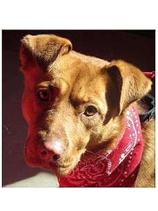 Adopt Me! Tiffy Wants to be Your Workout Partner
