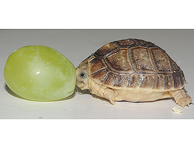 The Water Bowl: Tortoise Meets a Grape His Own Size! Plus, Jesse Eisenberg on Animals