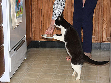 Caption Contest: Baby the Cat Stands Up for Food