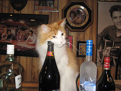 Animal D'Oh! Tabasco the Cat Will Take Your Drink Order