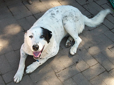 Adopt Me! Shane Wants to Spring into Action With You