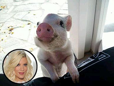 Tori Spelling Gets a Piglet!