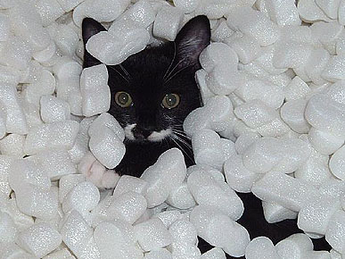 Animal D'Oh! Kasey the Kitten Gets Packed Up