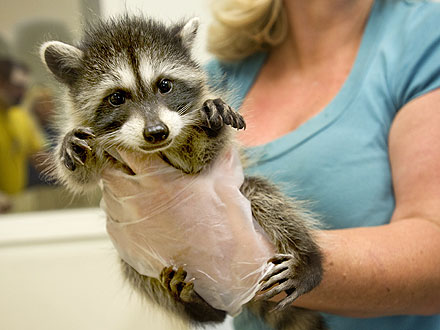Lady Gaga's Littlest Monster? A Newborn Raccoon!