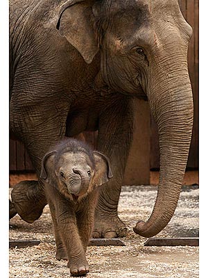 Cute Photo: Baby Elephant Turns Up Her Trunk with a Smile