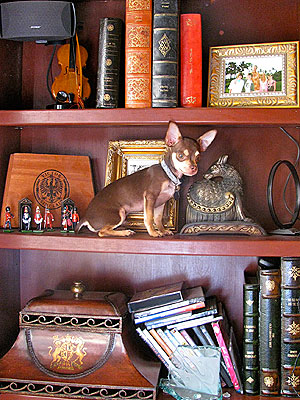 Animal D'Oh! Joey the Dog Thinks He's a Trinket