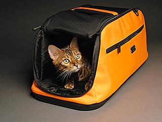 10 Things Your Cat Wants Right Now