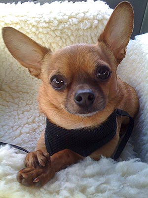 Cutest Pet on Twitter: Bean!
