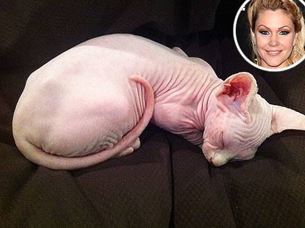 Shanna Moakler Gets a Hairless Cat