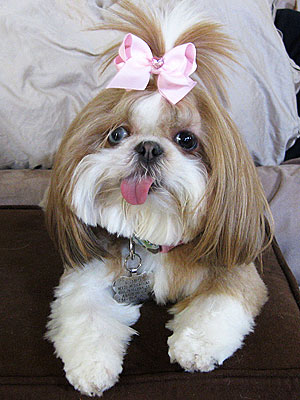 Cutest Pet on Twitter: Yeh-Bbi!
