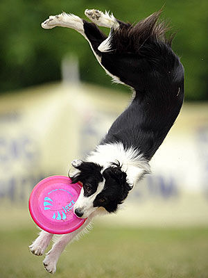 Photo: Flying Dog Bends Through Space