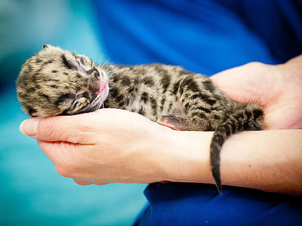 Aww! Baby Clouded Leopard Cubs Get Handheld Care