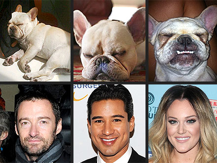 Puppy Face-Off! Who Has the Cutest Sleeping Frenchie?