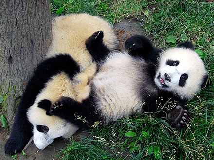 European Debt Crisis Delays Panda Delivery