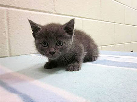 Kitten Tossed from Moving Car on N.Y.C. Bridge