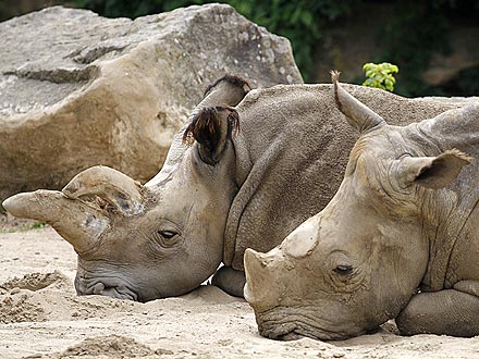 Zzz! Rare White Rhinos Take a Snooze