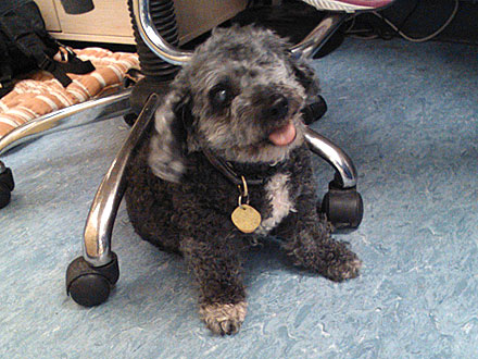 Adopt Me! 'Chunker' Sammie Wants to Be Your Biggest Loser