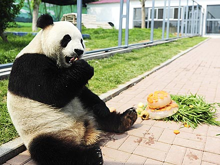 Fun Photo: Panda Has His Cake – and Eats It!