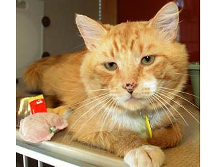 Adopt Me! Alan Jackson Wants to Serenade You With Purrs