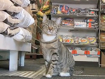Bodega Cat Short Film Explores N.Y.C.'s Feline Residents