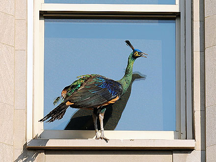 Peacock Escapes from Central Park Zoo!