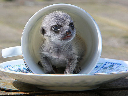 Meerkat Born 'Out of Wedlock' Gets Rejected by Family