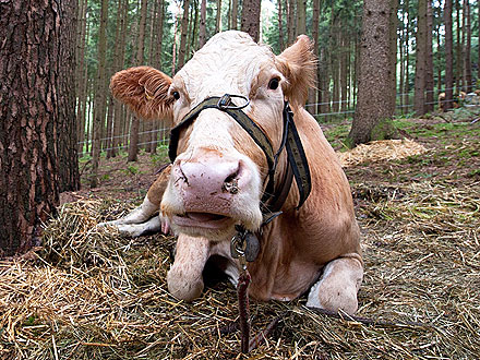 Runaway Cow Yvonne Will Stay Free