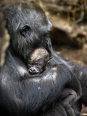 Stressed Baby Monkeys Endure Lifelong Consequences