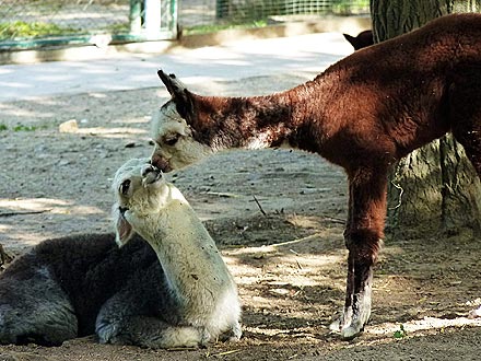 Kissing Llamas: Photo