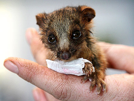 Injured Baby Possum Wears Teeny-Tiny Splint