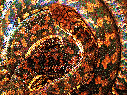 Python Coils Up in N.Y.C. Sink During Hurricane Irene
