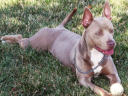 Adopt Me! Loving Dog Trixie Is An Independent Woman