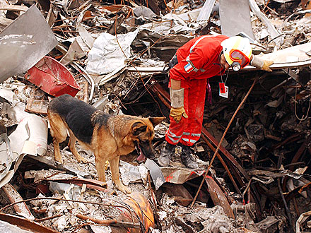 What Happened to the Dog Heroes of 9/11?