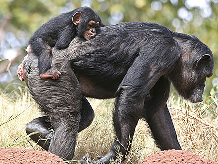 Aww! Chimpanzee Gets Piggyback Ride from Adopted Family