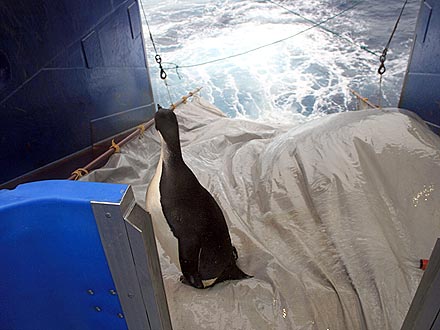 Lost Penguin Happy Feet Is Swimming Back Home