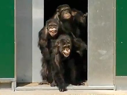 Chimps See Daylight for the First Time: Video