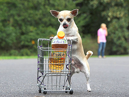 Shopping Spree! Doggie Pushes Grocery Cart