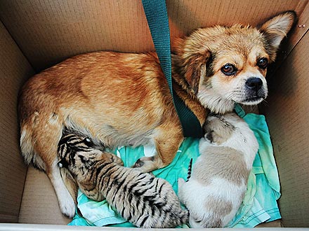Dog Is Surrogate Mom to Abandoned Siberian Tiger