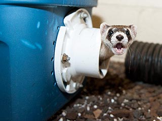 The Water Bowl: Endangered Ferrets Go to 'Boot Camp'