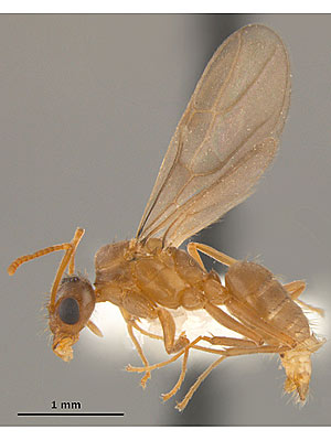 Crazy Ants Invading U.S.