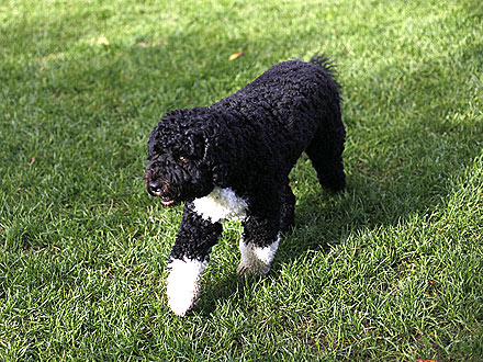 Bo Obama at White House: Photo