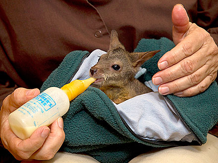Baby Wallaby Falls Out of Mom's Pouch and Into Zoo's Arms