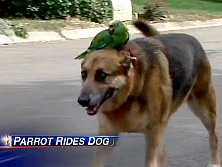 Parrot Likes to Hang Out with German Shepherd