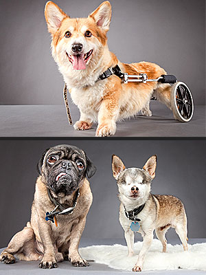 Pets with Disabilities Smile for Photographer's Camera