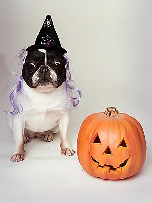 Halloween Safety Tips for Pets