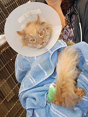 Jack the Cat Dies