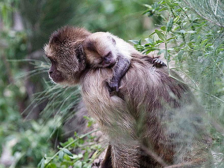 Aww! Baby Monkey Catches a Nap – on Piggyback