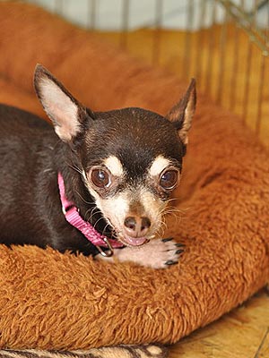 Adopt Me! Thrown Away Like Trash, Ida Is Learning to Trust Again